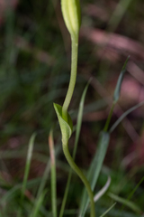 Pterostylis falcata