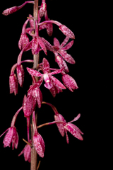 Dipodium punctatum
