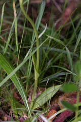Pterostylis falcata