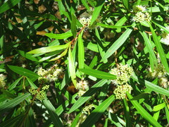 Metrosideros angustifolia