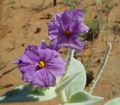 Solanum beaugleholei