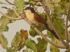 Centropus senegalensis