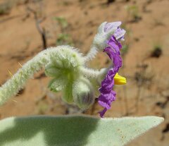 Solanum beaugleholei