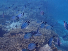 Abudefduf whitleyi