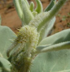 Solanum beaugleholei