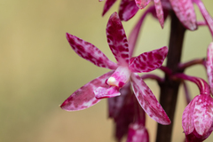 Dipodium punctatum