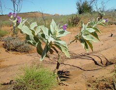 Solanum beaugleholei