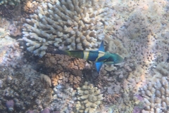 Thalassoma nigrofasciatum