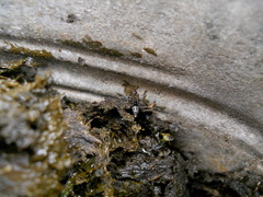 Ontholestes murinus