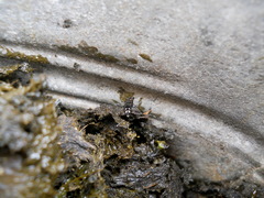 Ontholestes murinus