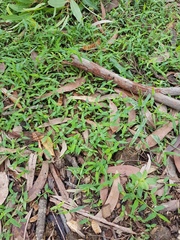 Ottochloa gracillima