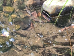 Amarinus paralacustris