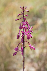 Dipodium punctatum
