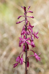 Dipodium punctatum