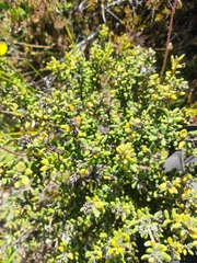 Olearia cymbifolia