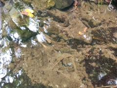 Amarinus paralacustris