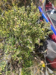 Olearia cymbifolia