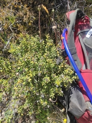 Olearia cymbifolia