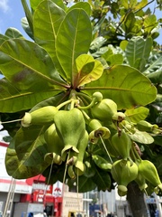 Barringtonia asiatica