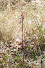 Dipodium punctatum