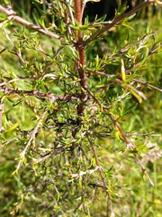 Coprosma rugosa