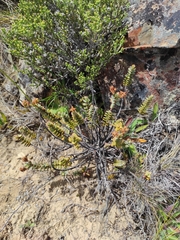 Veronica pinguifolia