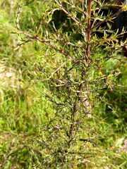 Coprosma rugosa