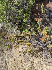 Veronica pinguifolia
