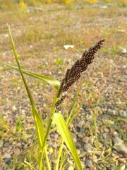 Echinochloa esculenta
