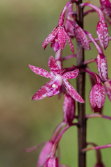 Dipodium punctatum