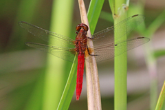 Rhodothemis lieftincki