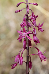 Dipodium punctatum