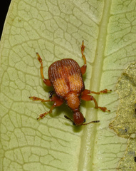 Parapoderus submarginatus