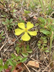 Hibbertia diffusa