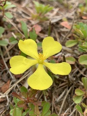 Hibbertia diffusa