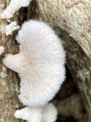Schizophyllum