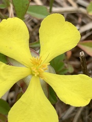 Hibbertia diffusa