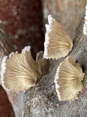 Schizophyllum