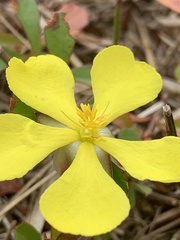 Hibbertia diffusa