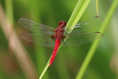 Rhodothemis lieftincki