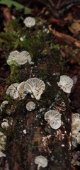 Marasmiellus