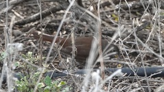 Passerella iliaca annectens