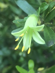 Correa glabra