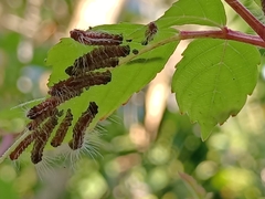 Thyrassia