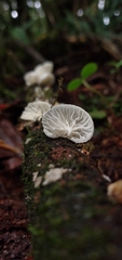 Marasmiellus