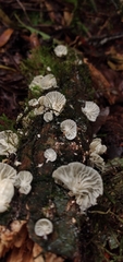 Marasmiellus