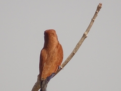 Eurystomus glaucurus