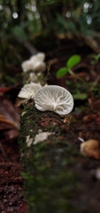 Marasmiellus