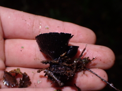Plectania rhytidia