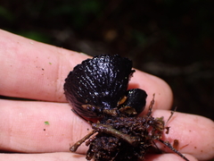 Plectania rhytidia